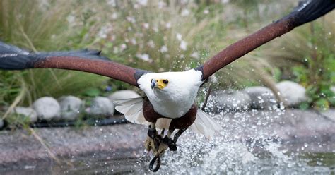 Falconeria Locarno, Locarno, Switzerland - Heroes Of Adventure