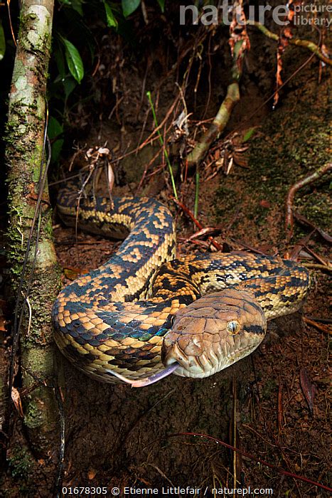 Nature Picture Library Australian scrub python (Simalia kinghorni), a ...