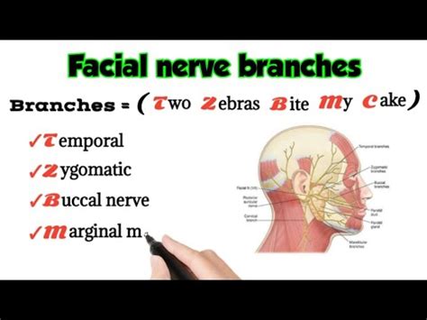 Ophthalmic Nerve Branches Mnemonic