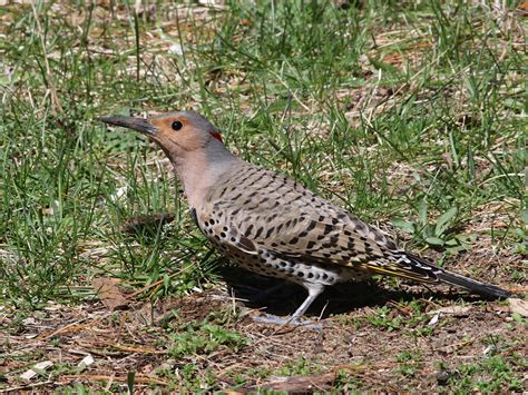 Northern Flicker female | BirdForum