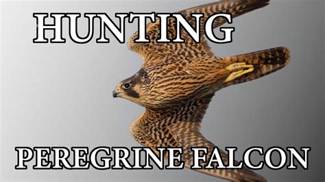 Peregrine Falcon Hunting Technique