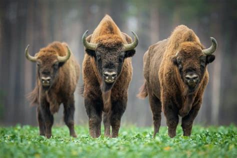 Bison vs Buffalo: The Truth About Their Differences - Rural Living Today