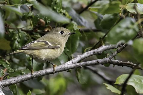 Your Best or Favorite Photo of a Bird Species. - Page 128 - Photo ...