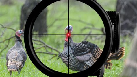 Best Red Dot Scopes For Turkey Shotguns