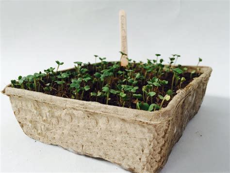 Greenhouses & Plant Germination Equipment Nutleys Biodegradable Seed ...