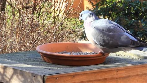 Dove, Wood Pigeon,garden, Feeding Place, Stock Footage Video (100% Royalty-free) 9292289 ...