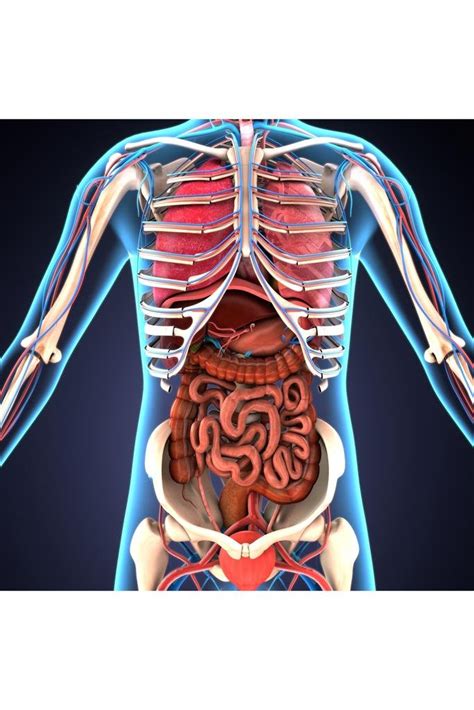 Buy Laminated Human Body Organs Skeletal System 3D Illustration Educational Chart Dry Erase Sign ...