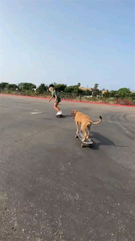 If this won’t go viral I quit #skateboarding #dog #fyp #funny # ...