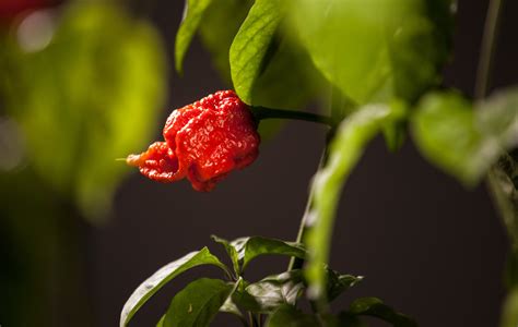 Carolina reaper pepper - mahaalpine