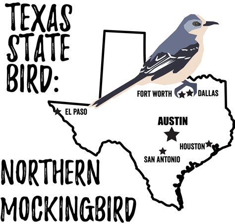 Texas State Bird - Bird Watching Academy