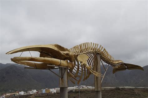 Wal Skeleton Monument Tenerife Whale Skeleton-12 Inch BY 18 Inch ...