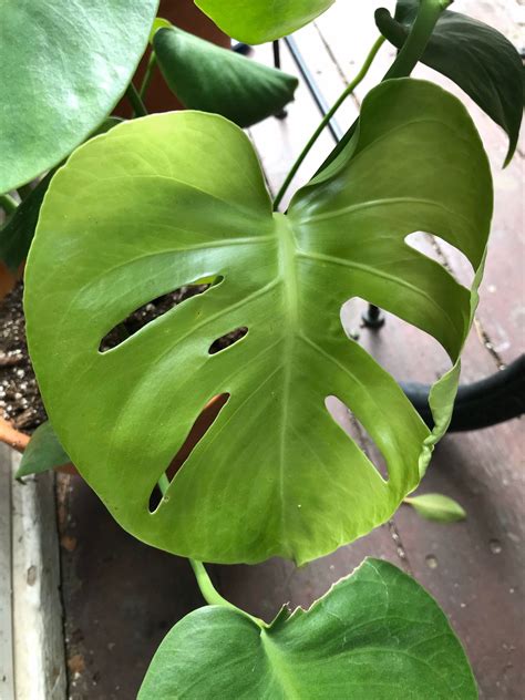 25+ Monstera Deliciosa 6 Inch Plants - RigobertoJayne