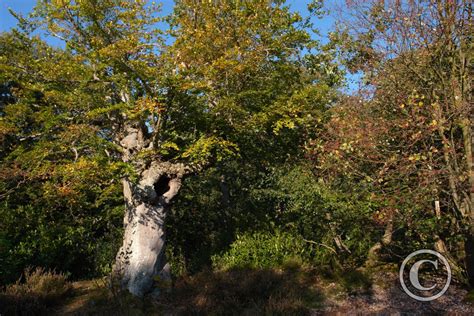 Pollarded Beech Tree at Burnham Beeches | Burnham Beeches | Trees And ...