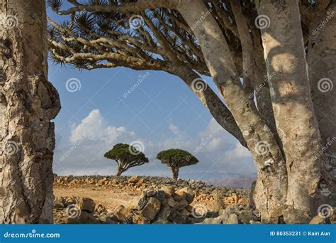 Dragon Blood Tree, Dracaena Cinnabari Stock Image - Image of africa, endangered: 80353231