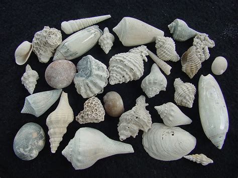 Fossil Shell Collections : Southern Arrow, Fossil Shells From Southern Arrow For Sale