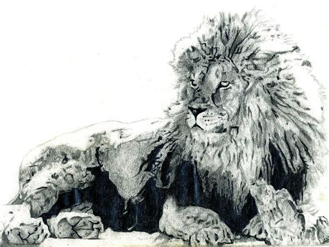 Lion Laying Down Drawing by Matthew Miller - Pixels