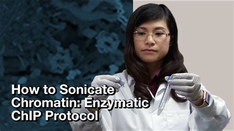 How to sonicate chromatin: Enzymatic ChIP protocol | CST Tech Tips - YouTube