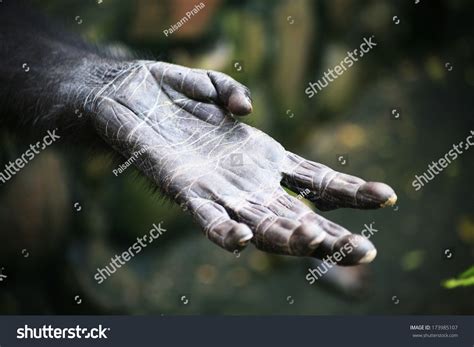 Monkey Hand Stock Photo 173985107 : Shutterstock