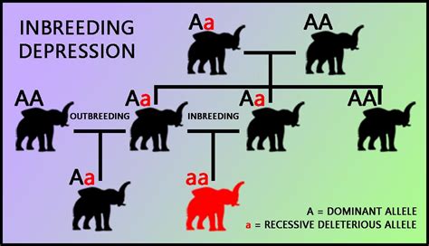 Inbreeding Animals Examples