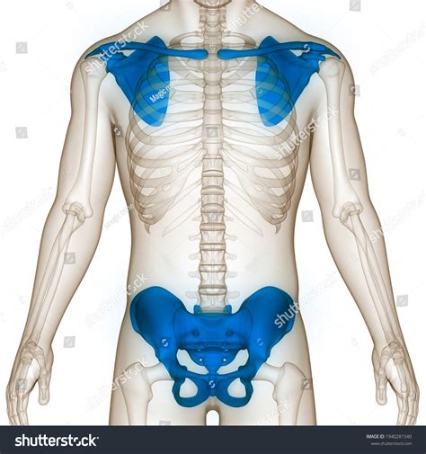 Pectoral Girdle Anatomy