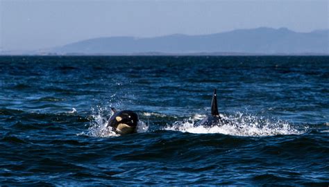 Pictures of the killer whales in Cape Town - Africa Geographic