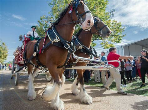 Anheuser-Busch will no longer amputate tails of Budweiser's Clydesdale ...