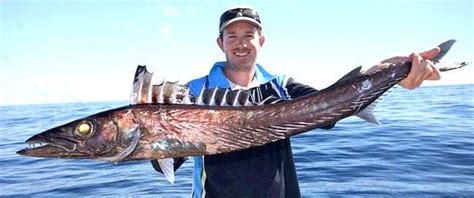 Big Fishes of the World: SNOEK BARRACOUTA (Thyrsites atun)