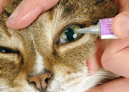 Erythromycin Ophthalmic Ointment For Cats | Eye Ointment