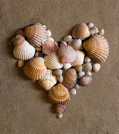 Splendid Design: Decorating with sea shells