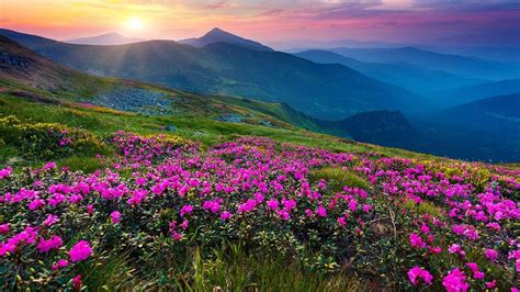 The Beautiful Valley of Flowers in Uttarakhand. : india