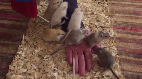 How to Hand Tame Gerbil Pups - YouTube