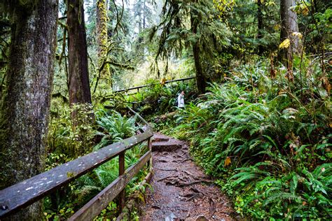 Hiking The Quinault Rainforest - Roadesque