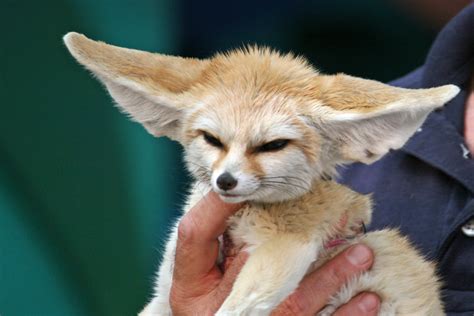 File:10 Month Old Fennec Fox.jpg - Wikipedia, the free encyclopedia