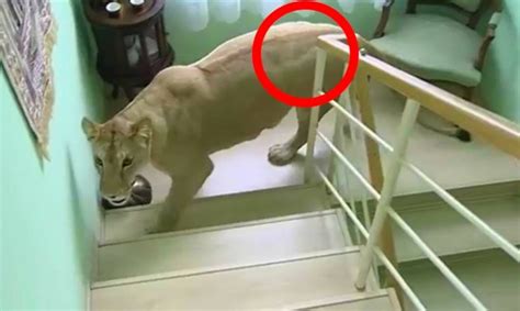 8 Incredible And Shocking Moments Caught On Camera