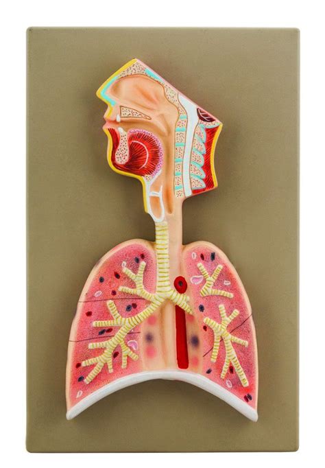 Respiratory System 3D Model Ideas