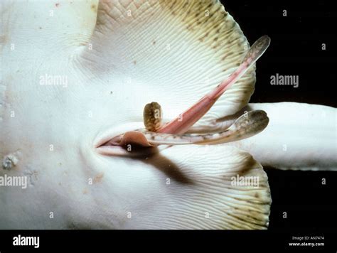 Yellow Stingray giving birth to two young Stock Photo - Alamy