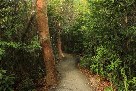 Forest Path at Everglades National Park, Florida image - Free stock photo - Public Domain photo ...