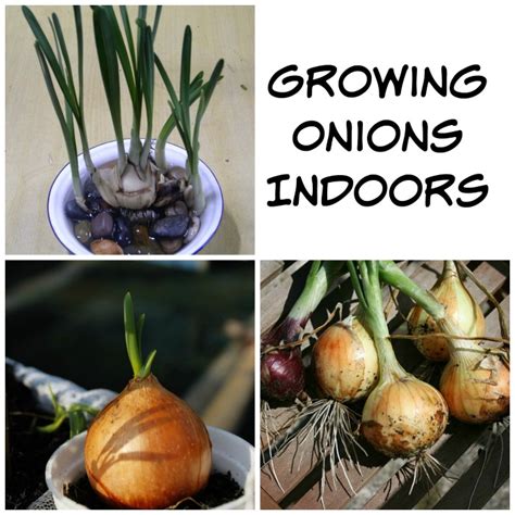 Growing Onions Indoors - You Don't Need a Lot of Space to Grow Onions!