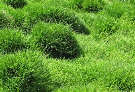 Everything You Need To Know About Zoysia Grass