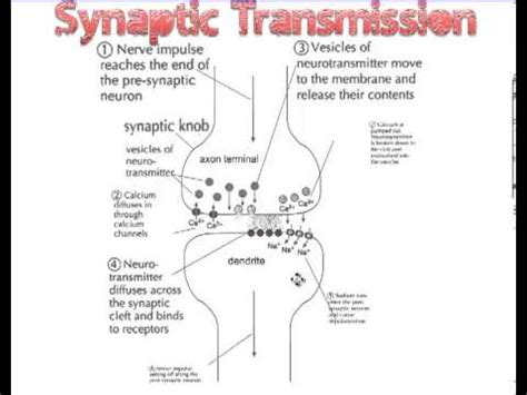 Synaptic Transmission - YouTube