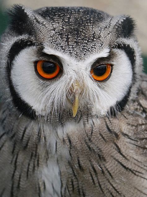 He's lovely | Owl, Owl bird, Cute owl