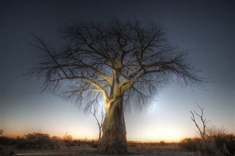 Boab Tree, Kimberly, Australia Stock Photo - Image of large, park: 5793186