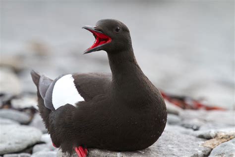 Black Guillemot | Audubon Field Guide