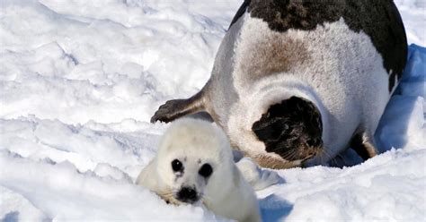 Harp seals were a conservation success story. Climate change is a new ...