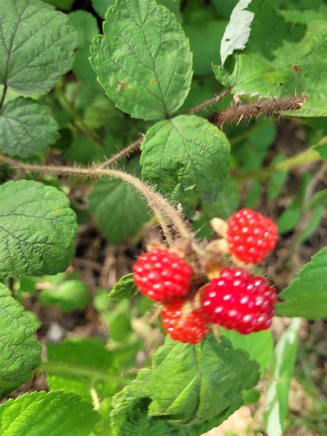 Is this an edible wild raspberry? - Ask Extension