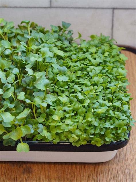 Wondering Which Microgreens to Grow at Home? - Burpee