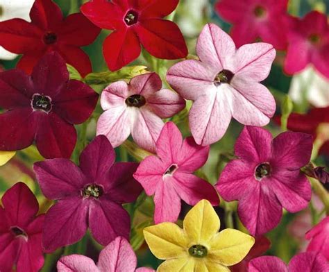 Flowering Tobacco Flower Seeds Bulk 500 Seeds - Etsy