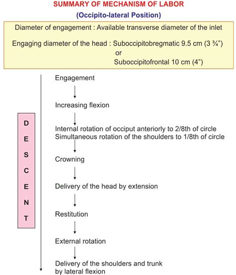 MECHANISM OF NORMAL LABOUR - New