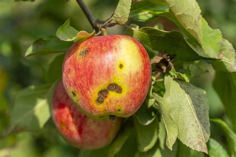 Apple Scab Disease and How to Identify and Prevent It