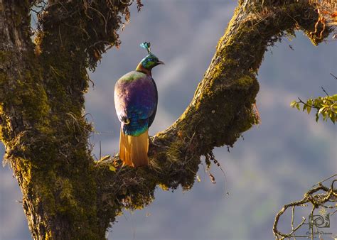 Himalayan Monal Male by Praveen Purohit - Photo 100974577 / 500px